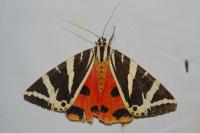 Euplagia quadripunctaria