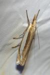 Crambus pascuella