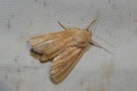 Denticucullus pygmina
