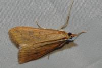 Udea ferrugalis