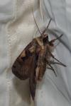Xestia c-nigrum