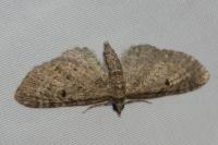 Eupithecia virgaureata