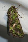 Trachea atriplicis