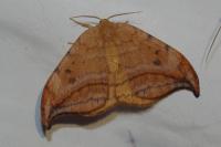 Drepana curvatula