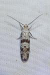 Scythropia crataegella