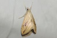 Evergestis forficalis