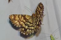 Chiasmia clathrata