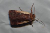 Ochropleura plecta