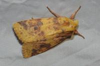 Cirrhia icteritia