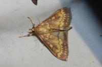 Ostrinia nubilalis/scapulalis