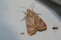 Noctua janthe