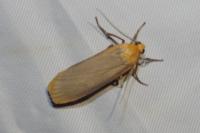 Katha depressa
