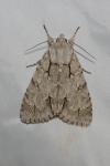 Acronicta psi/tridens