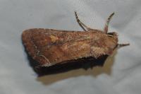Lacanobia oleracea