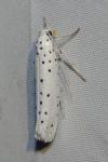 Yponomeuta