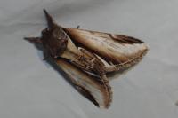 Pheosia gnoma