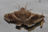 Dysgonia algira