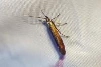 Coleophora