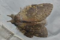Stauropus fagi