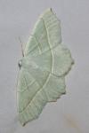 Campaea margaritaria