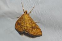 Anania verbascalis