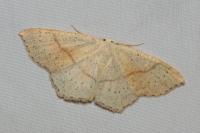 Cyclophora punctaria