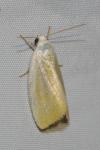 Earias clorana