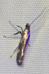 Euspilapteryx auroguttella