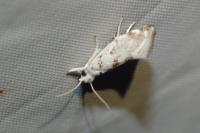 Niphonympha dealbatella