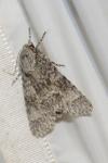 Acronicta megacephala