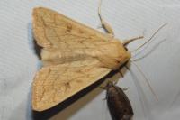 Mythimna vitellina