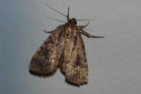 Amphipyra