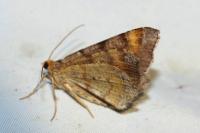 Macaria liturata