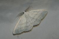 Cabera pusaria
