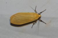 Wittia sororcula