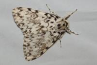 Lymantria monacha