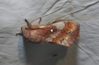 Dendrolimus pini