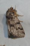 Thaumetopoea pityocampa
