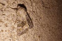 Hecatera bicolorata