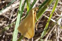 Rhodometra sacraria