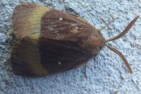 Lasiocampa quercus
