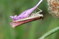 Oncocera semirubella