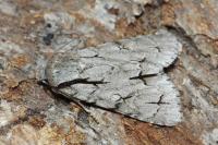 Acronicta psi