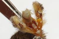 Acronicta psi
