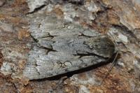 Acronicta tridens