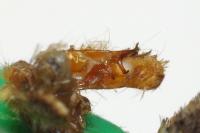 Acronicta tridens
