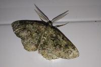 Cleorodes lichenaria