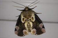 Thyatira batis