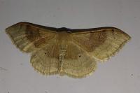 Idaea degeneraria