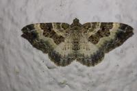 Epirrhoe alternata